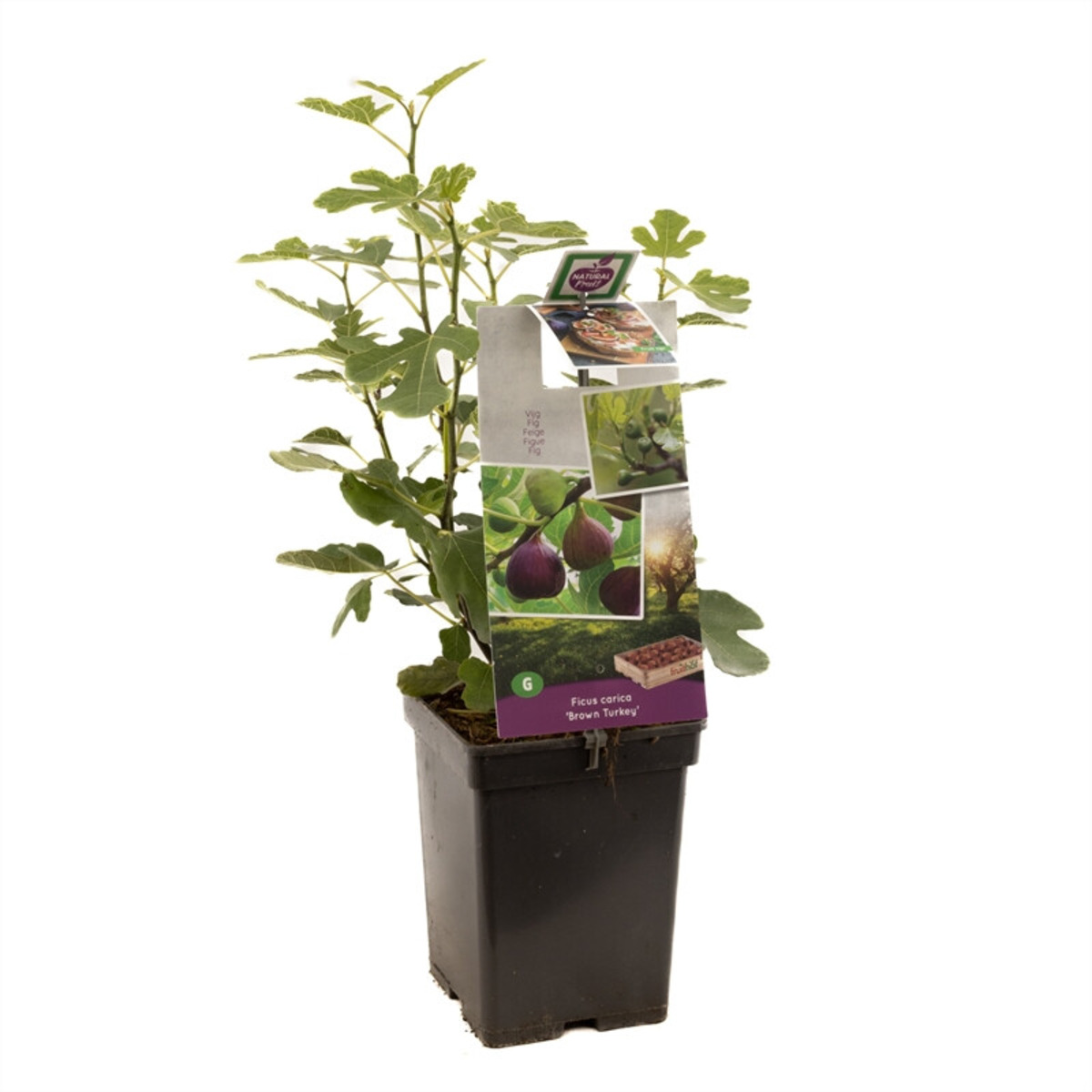 Vijgenstruik, Ficus carica "Brown Turkey"