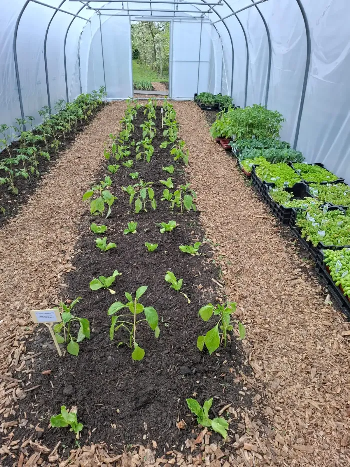 Kas met jonge groenteplanten in De Fruitboomgaard