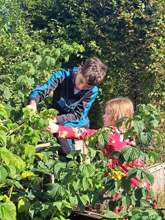 Kinderen plukken fruit tijdens een fruitplukwandeling